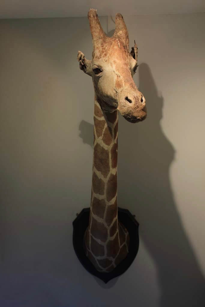 Geraldine The Giraffe Blighty Antiques