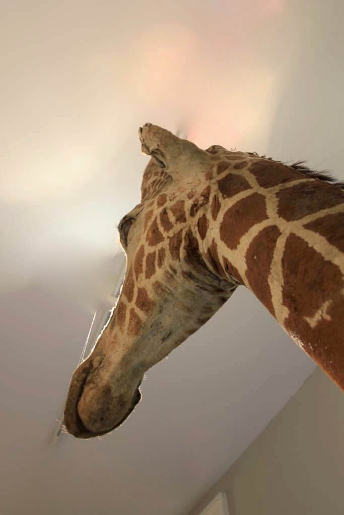 Geraldine The Giraffe Blighty Antiques