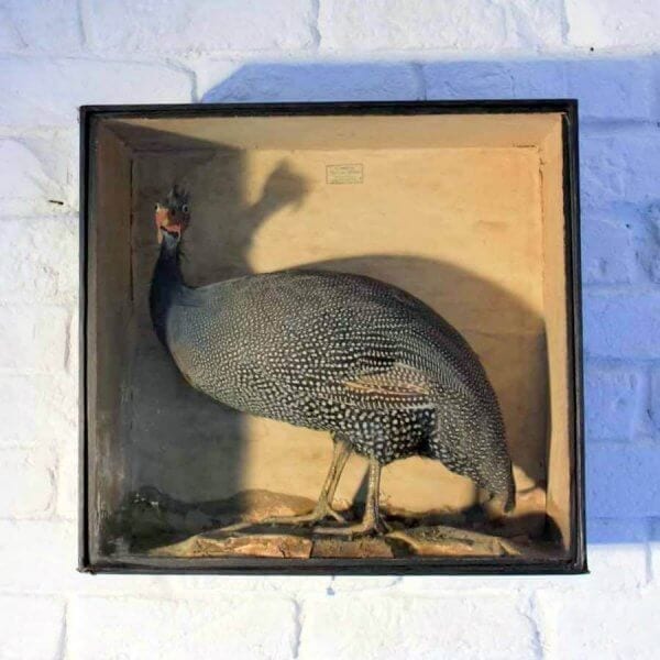 19Th Century Cased Guinea Fowl