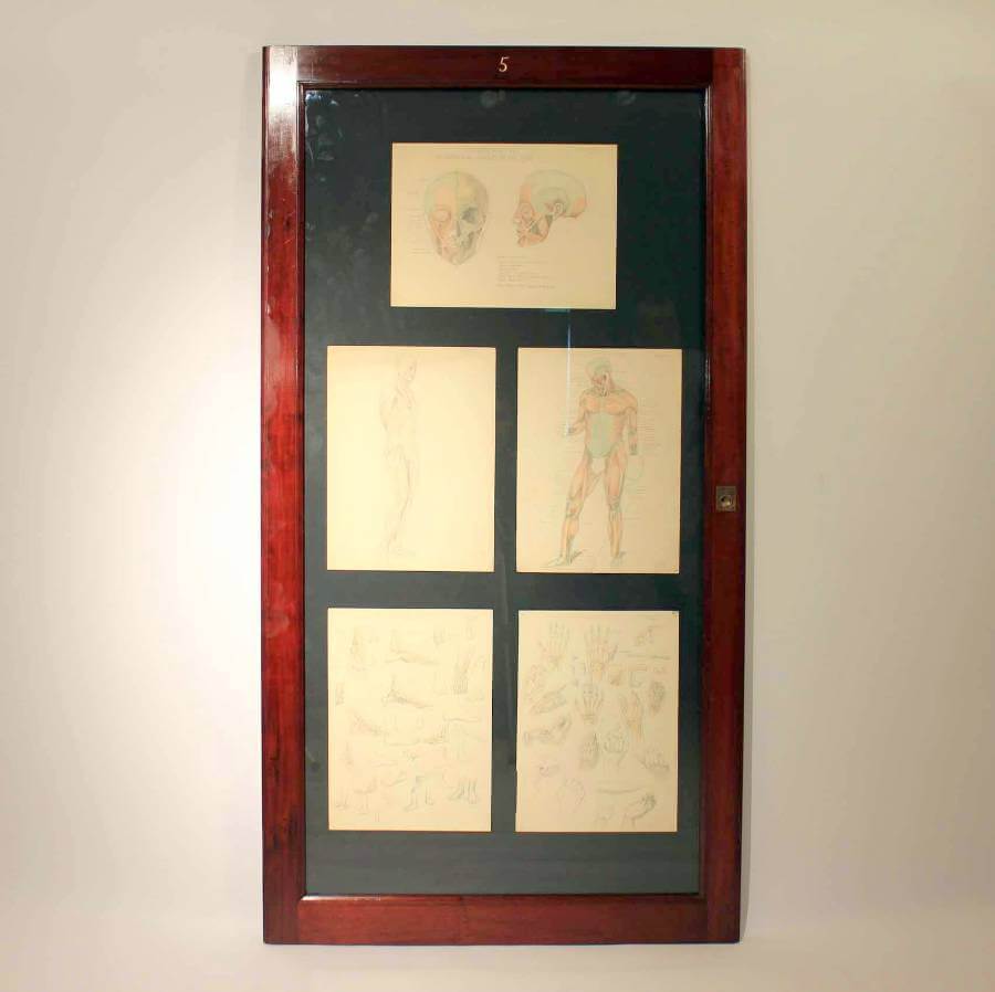 Framed Anatomy Drawing