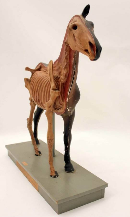20Th Century Anatomical Study Of A Horse