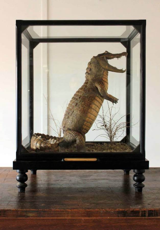 19th Century Cased Crocodile