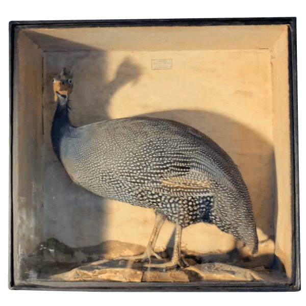 19Th Century Cased Guinea Fowl