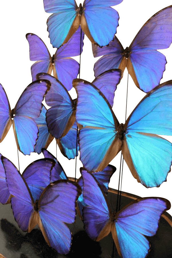 19th Century Butterfly Dome