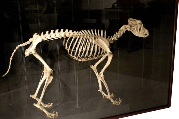 19th Century skeleton Of A Wild African Dog