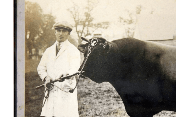 Early 20th Century Photo of a Prize Bull