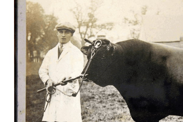 Early 20th Century Photo of a Prize Bull