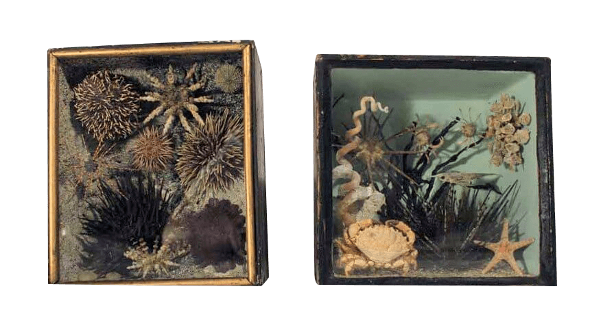 A Rare Pair Of 19Th Taxidermy Ocean Dioramas