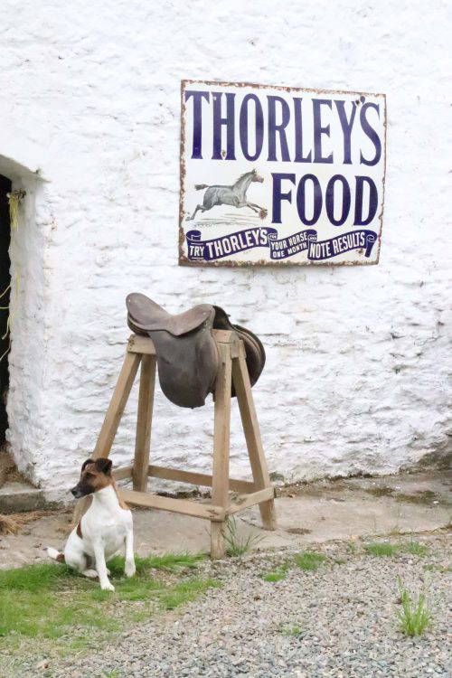 Large Late 19th Century Thorley’s Food Enamel Advertising Sign