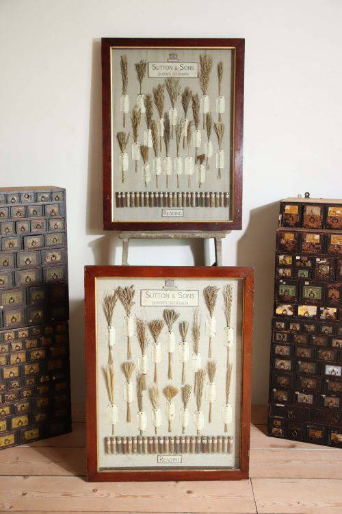 A Pair Of Sutton & Sons Seed Samplers.