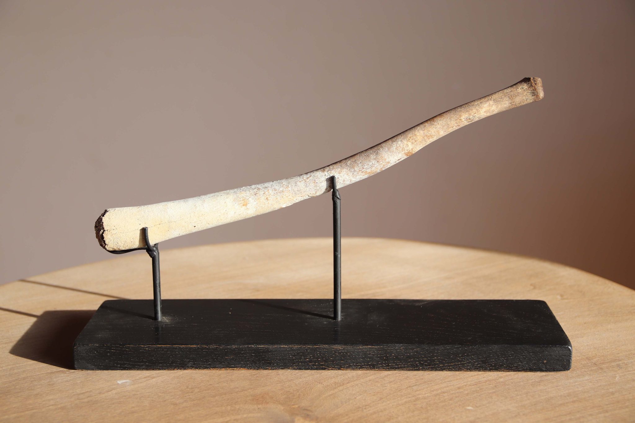 A Fossilised Walrus Baculum. - Image 2