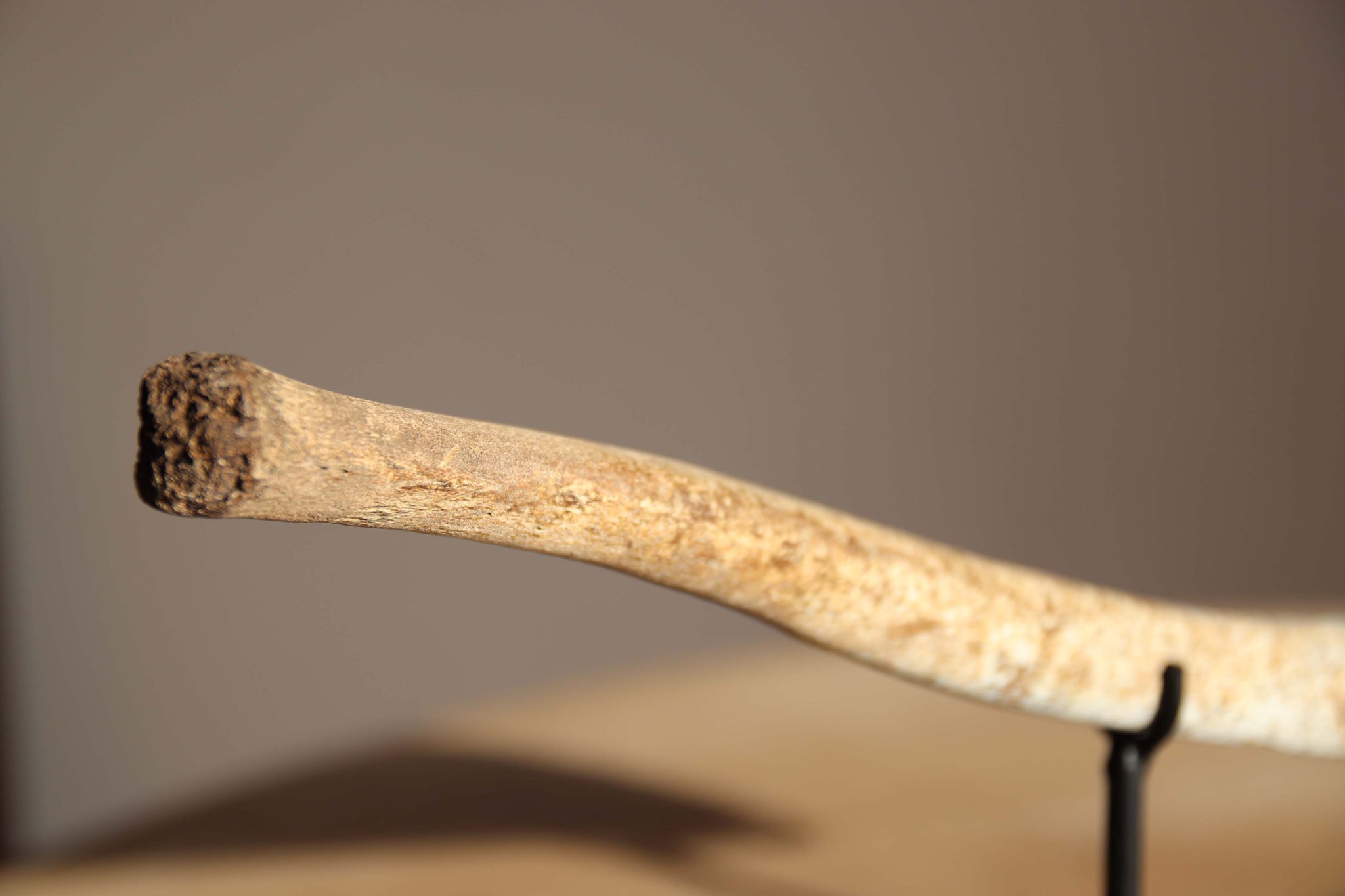 A Fossilised Walrus Baculum. - Image 4