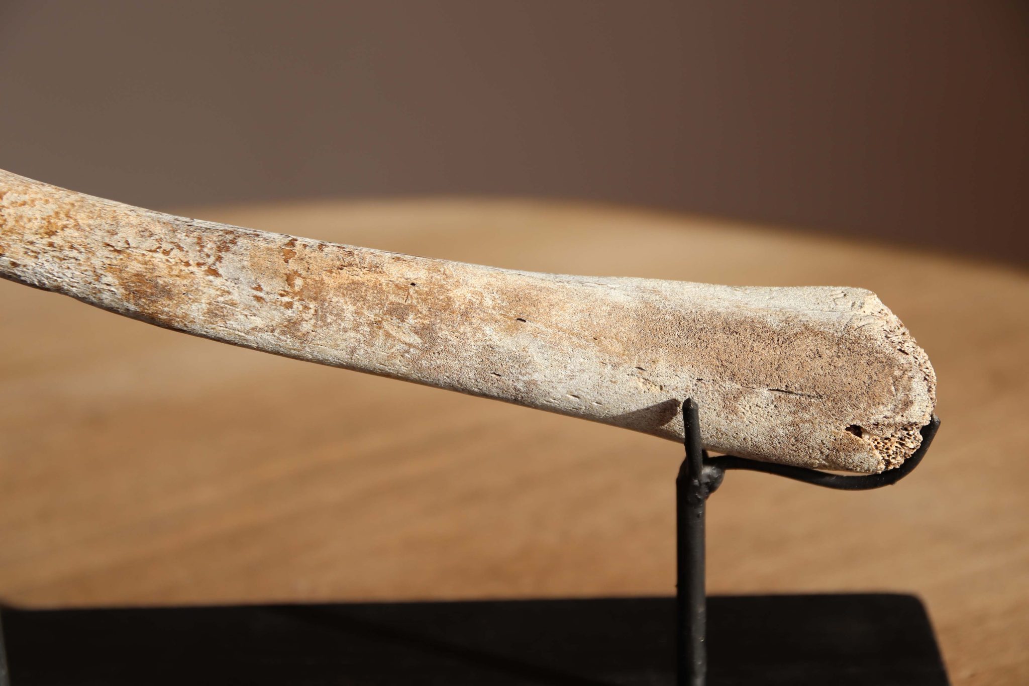 A Fossilised Walrus Baculum. - Image 5