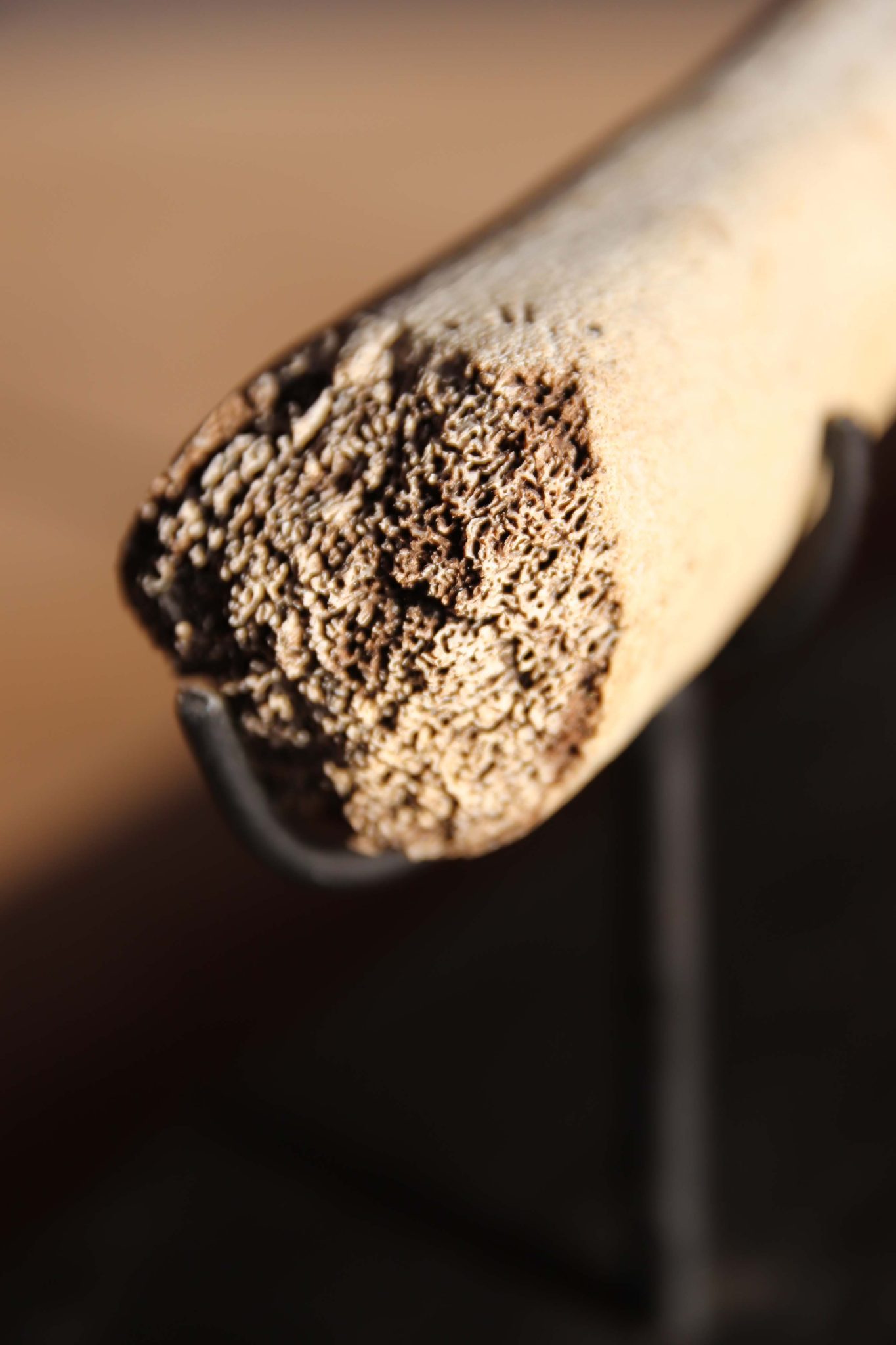 A Fossilised Walrus Baculum. - Image 6