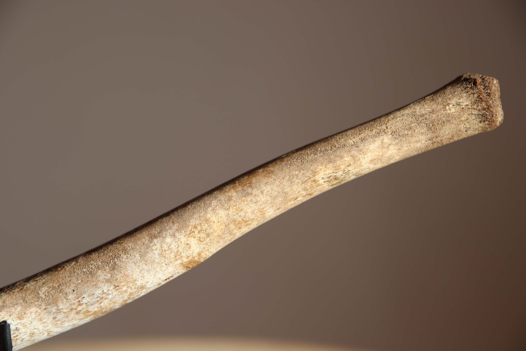 A Fossilised Walrus Baculum. - Image 9