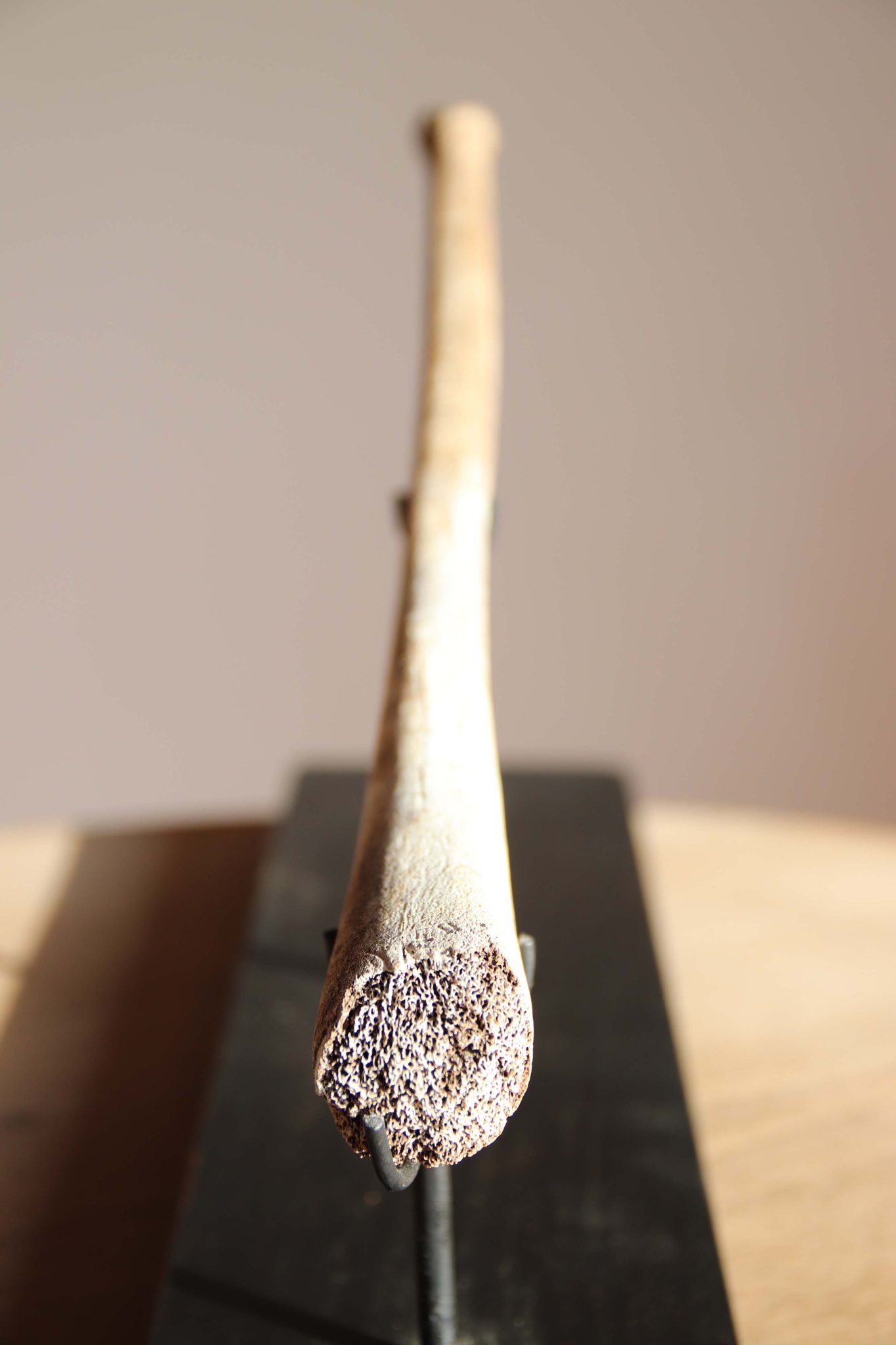 A Fossilised Walrus Baculum. - Image 7