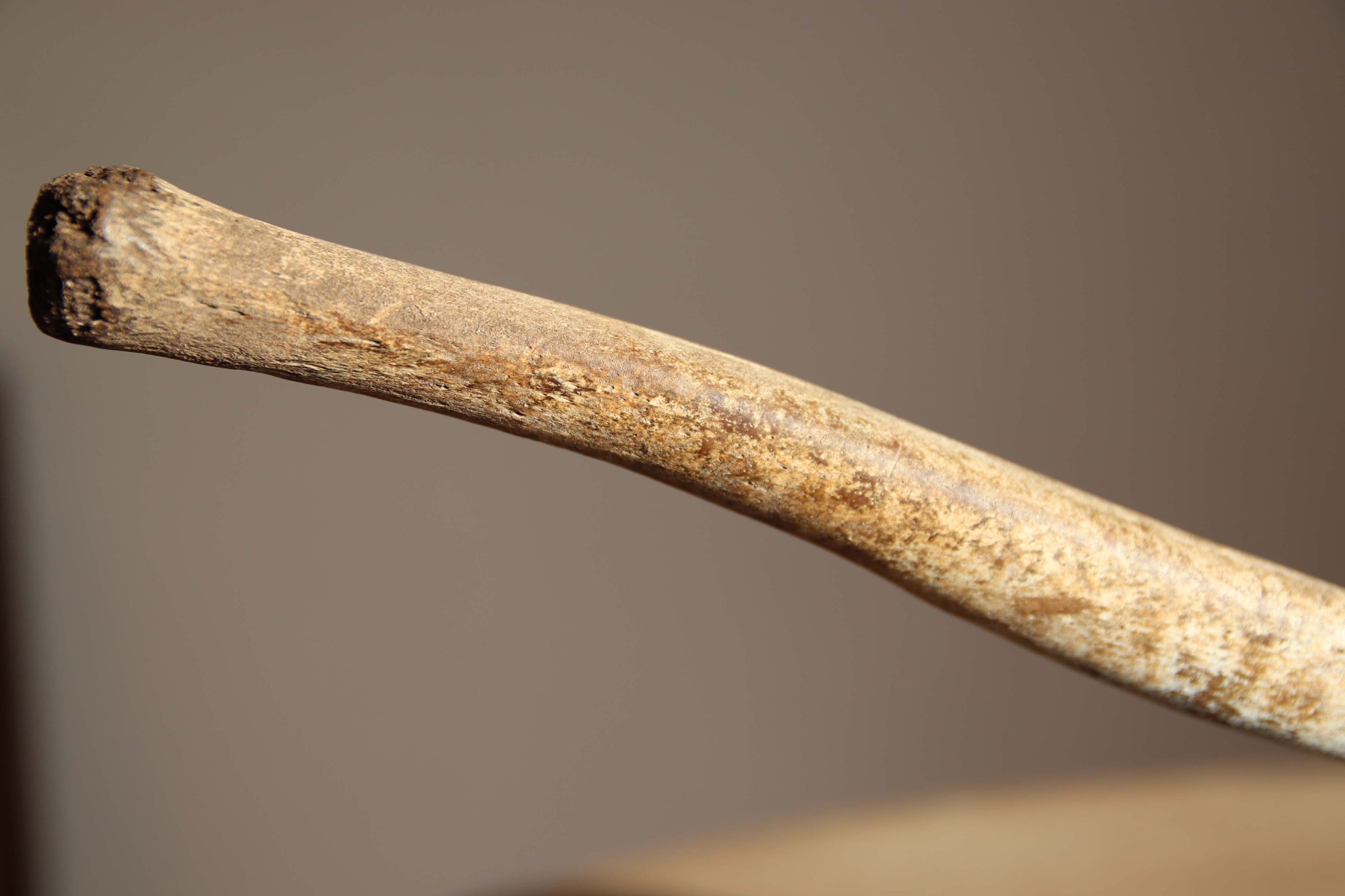 A Fossilised Walrus Baculum. - Image 8