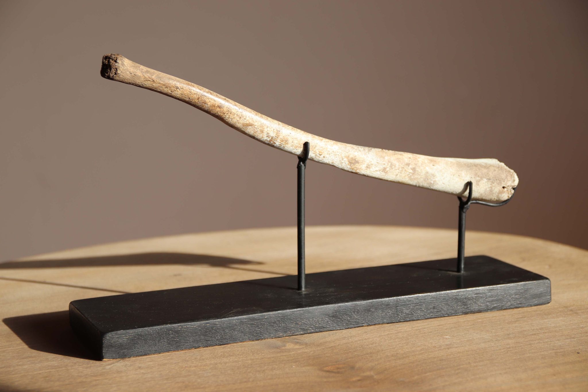 A Fossilised Walrus Baculum. - Image 3