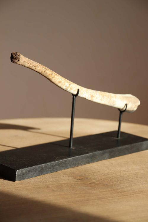 A Fossilised Walrus Baculum.