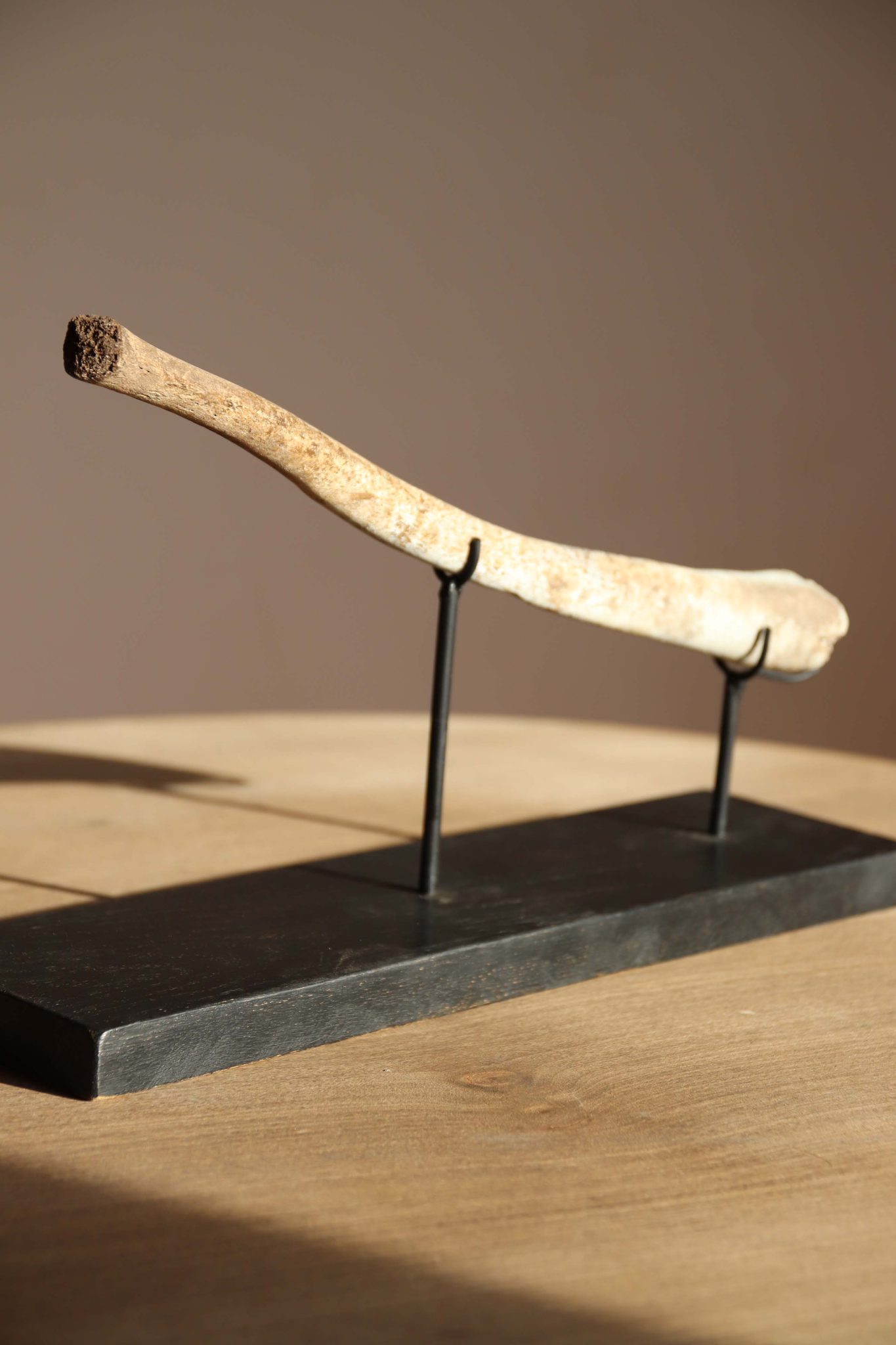 A Fossilised Walrus Baculum.