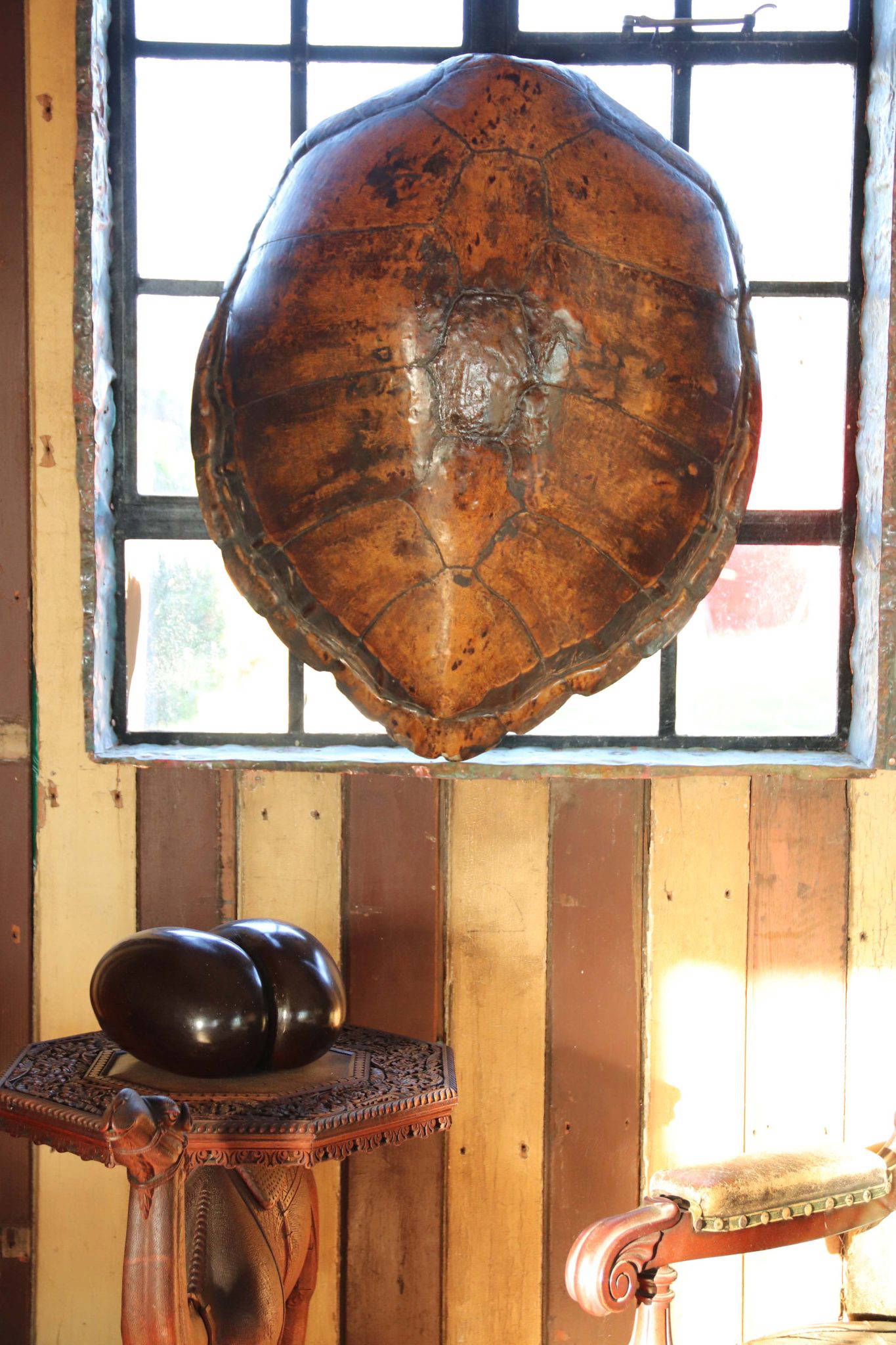 A Huge 19th Century Turtle Shell. - Image 3