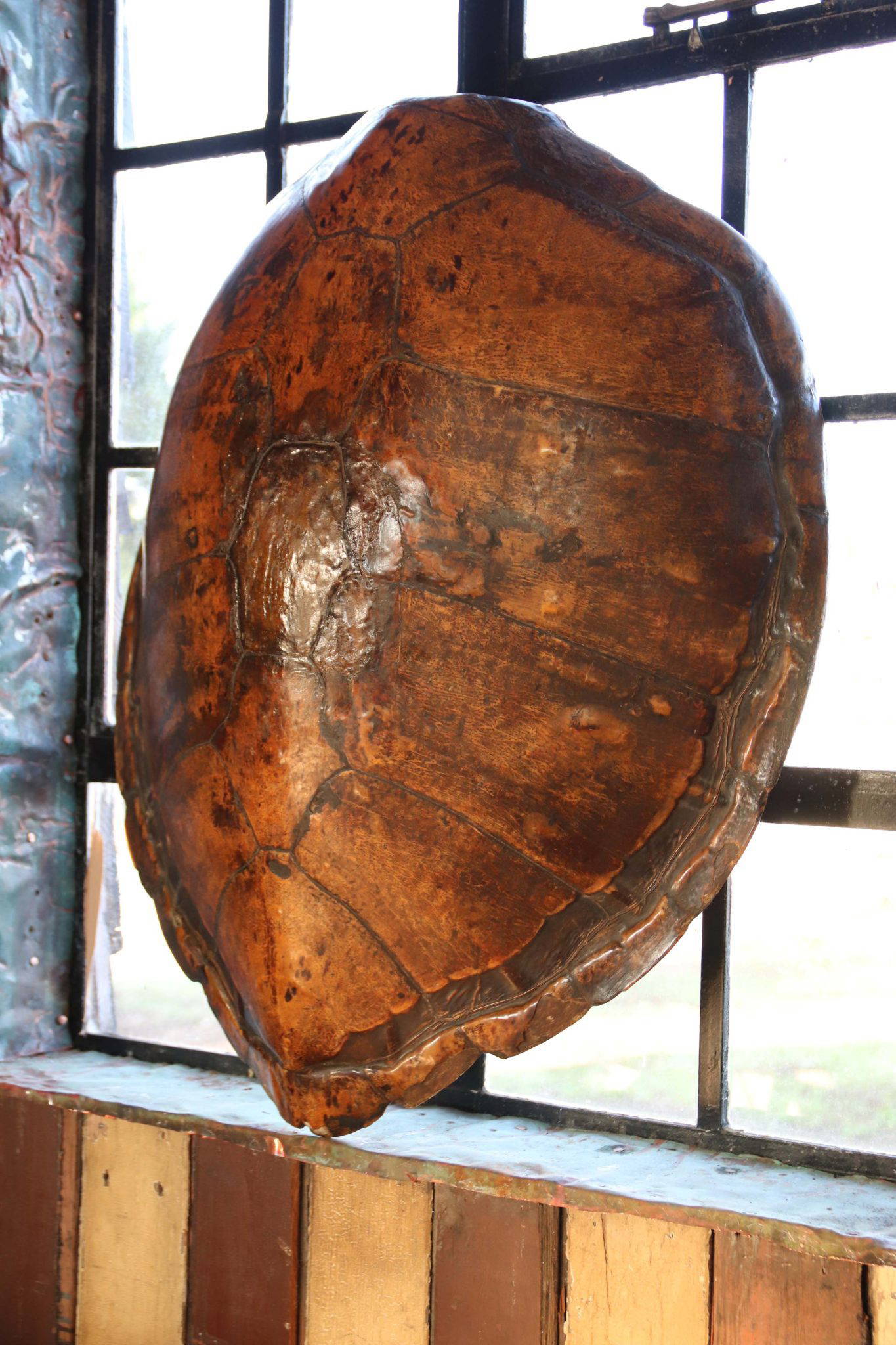 A Huge 19th Century Turtle Shell. - Image 4