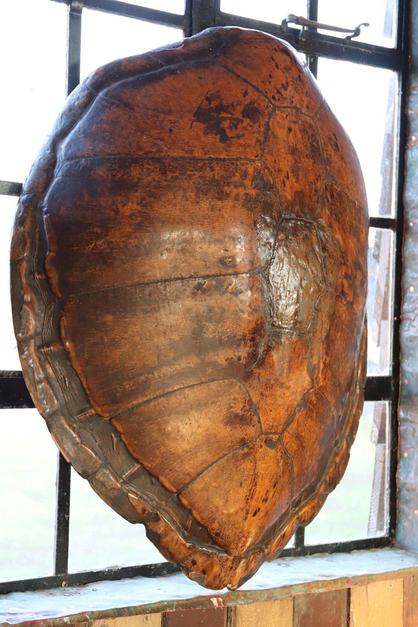 A Huge 19th Century Turtle Shell. - Image 5