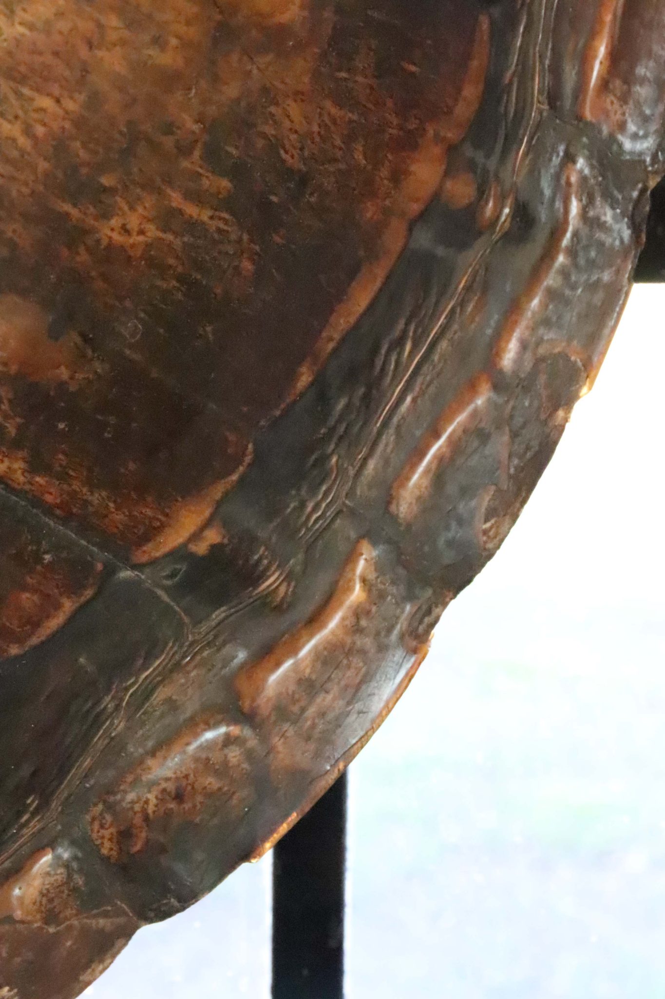 A Huge 19th Century Turtle Shell. - Image 7