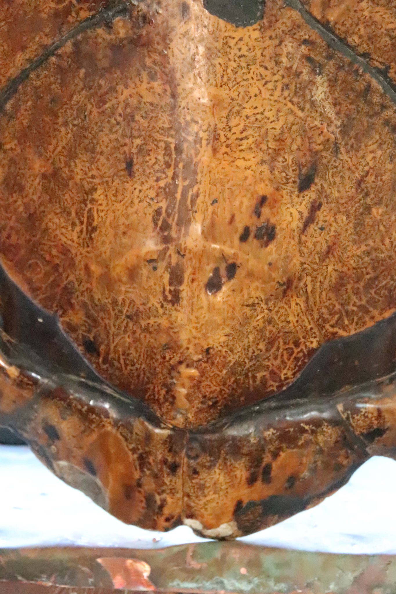 A Huge 19th Century Turtle Shell. - Image 8