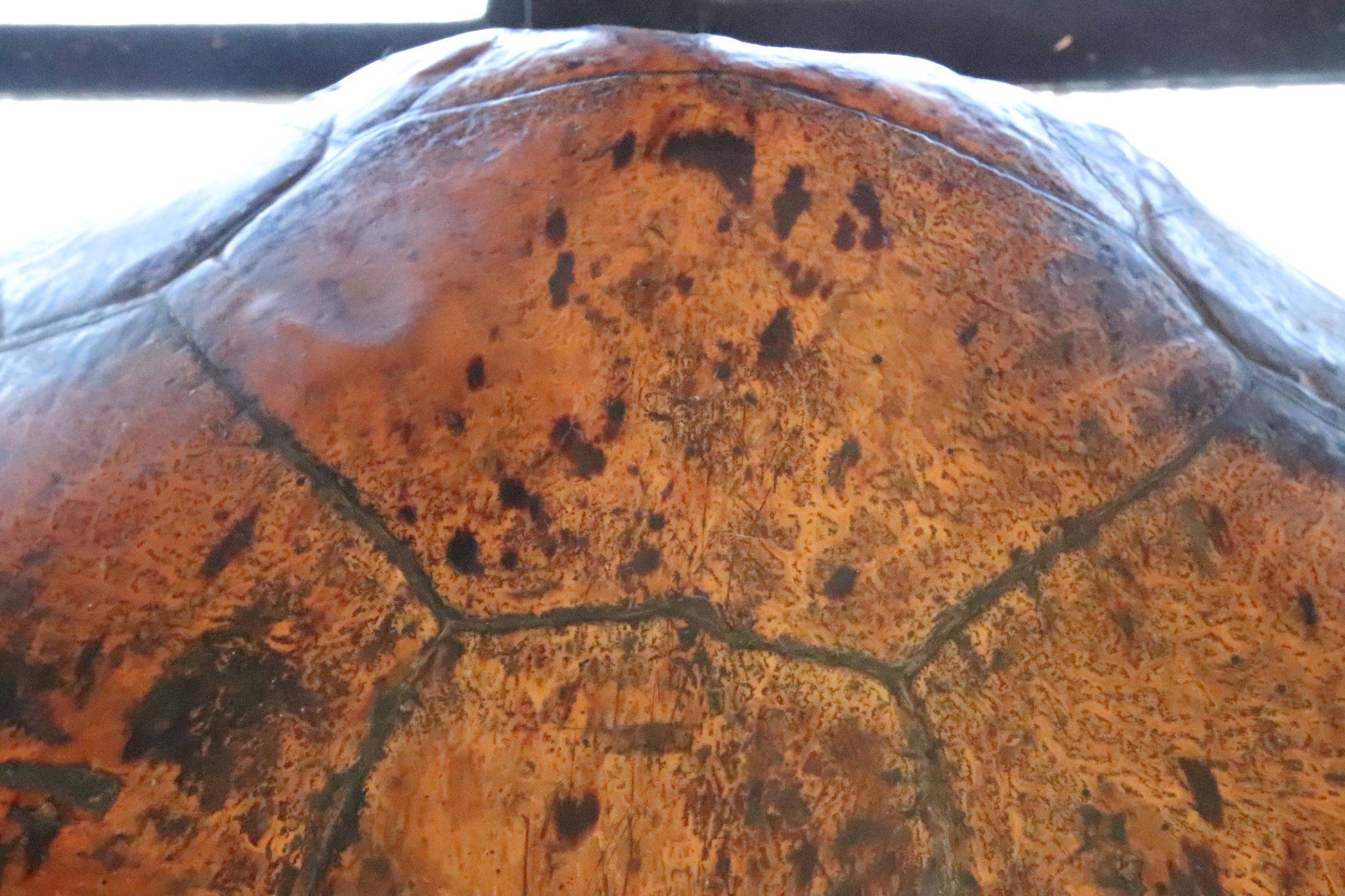 A Huge 19th Century Turtle Shell. - Image 9