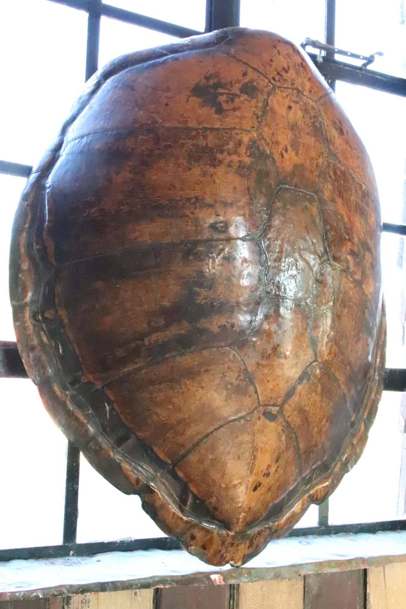 A Huge 19th Century Turtle Shell. - Image 10