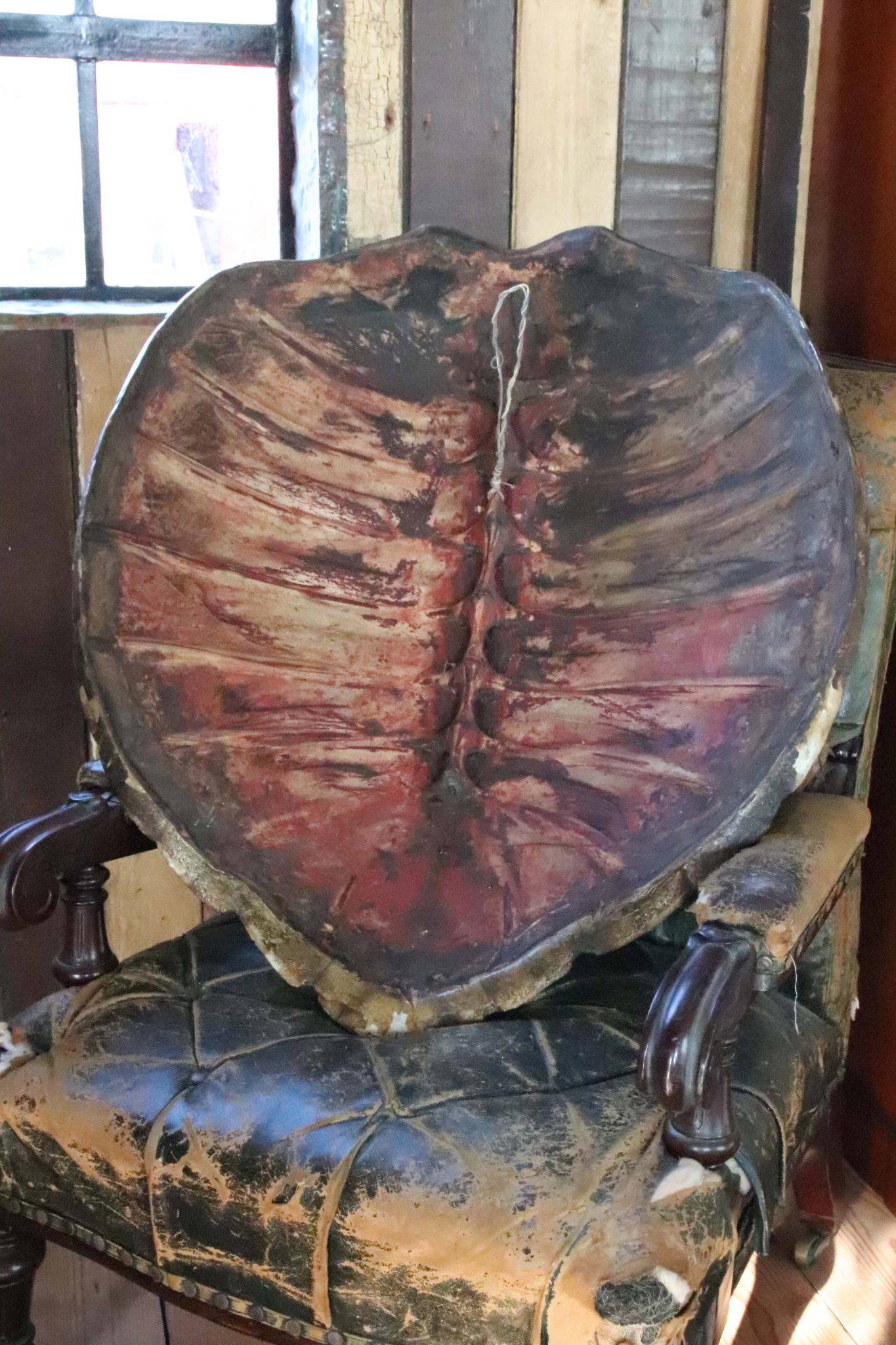 A Huge 19th Century Turtle Shell. - Image 11
