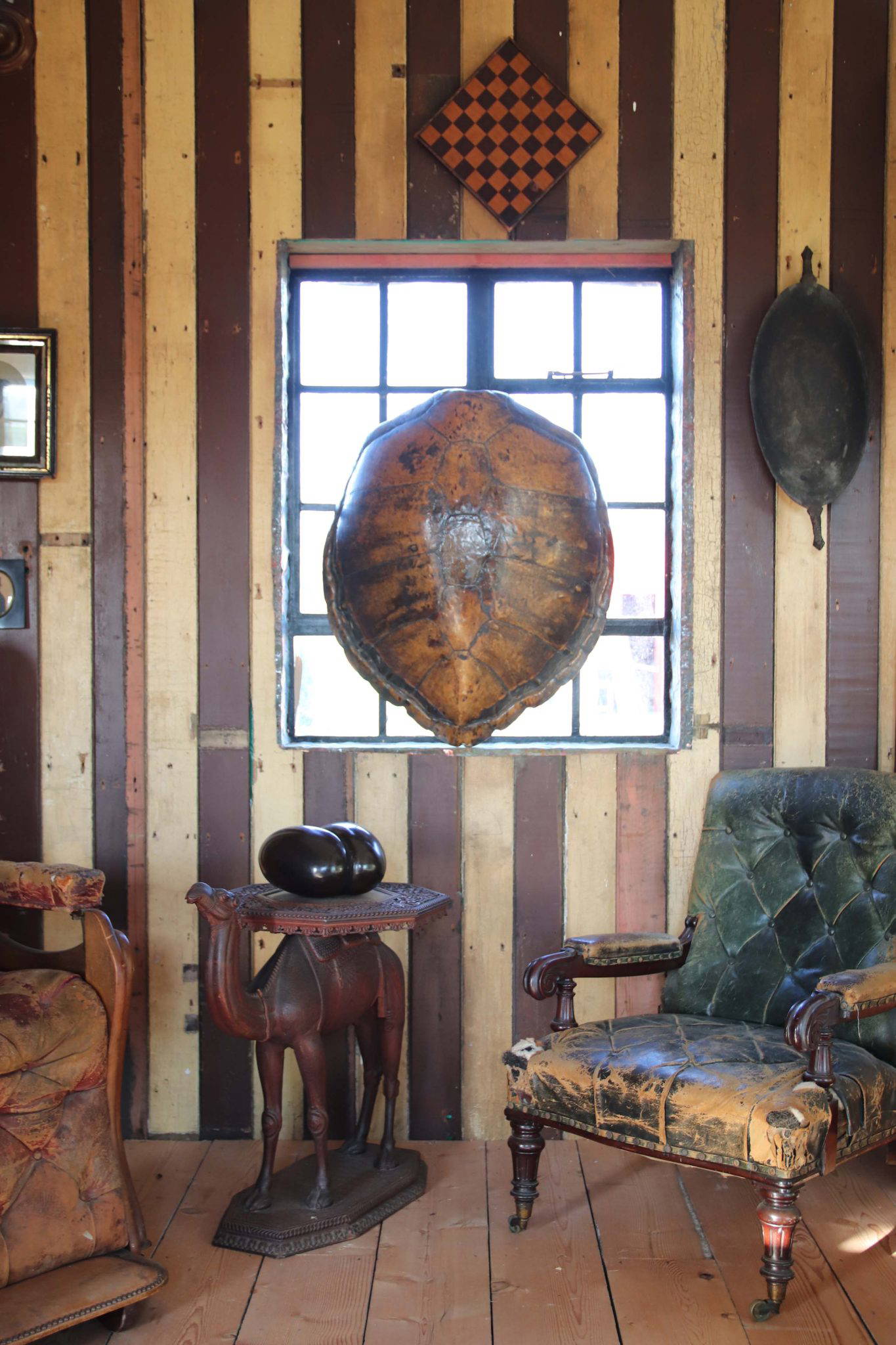 A Huge 19th Century Turtle Shell. - Image 2