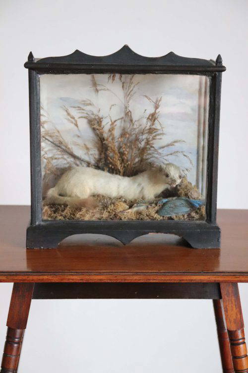 19Th Century Taxidermy Study.